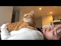 大好きなママが寝転がってると必ずこうなる超甘えん坊な猫
