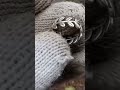 Pandora Silver Ring