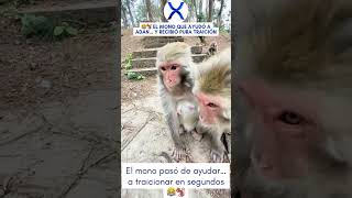 El mono pasó de ayudar… a traicionar en segundos 😂🐒