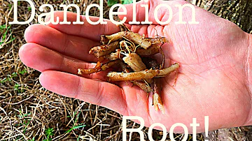Is dandelion root better raw or roasted?
