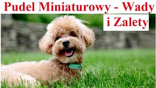 Pudel Miniaturowy - Wady i Zalety