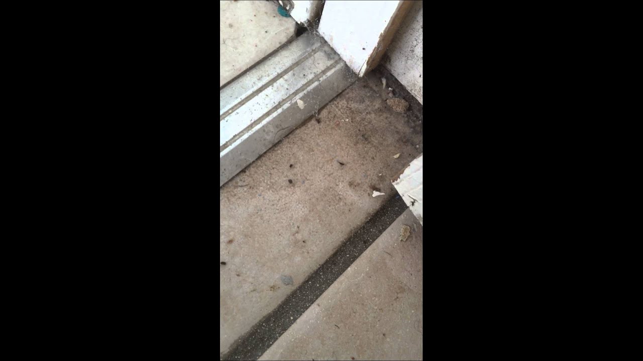 Flea infestation treated by www.yorkspestcontrol.co.uk YouTube