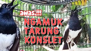 SUARA BURUNG kacer konslet untuk bangkitkan EMOSI