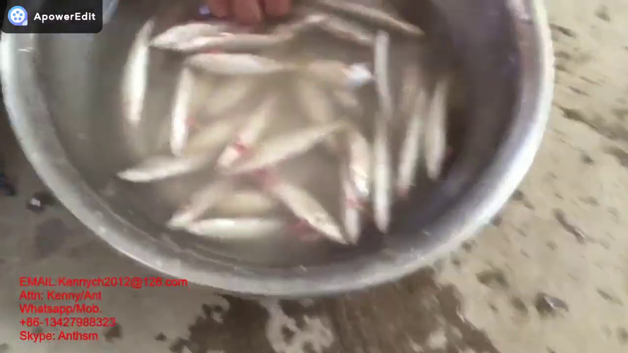 Fish Gutter Clean EQJ-S200 small fish gutting cleaning machine. gutter cleaner - YouTube