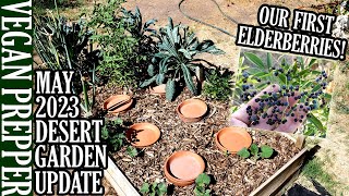 Late May 2023 Phoenix Garden Update Hot Desert Gardening