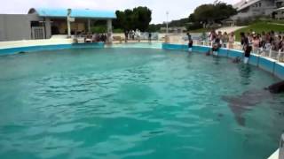 美ら海水族館：イルカ訓練