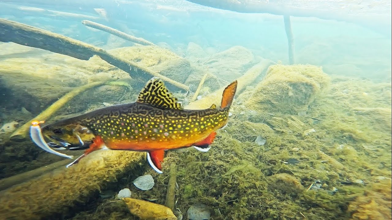 e Luks、TROUT FISHERMEN,BERK HILLS UNDERWATER VIEW!! Brook Trout Fishing!! - YouTube