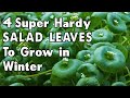 4 Super-Hardy Salad Leaves to Grow in Winter