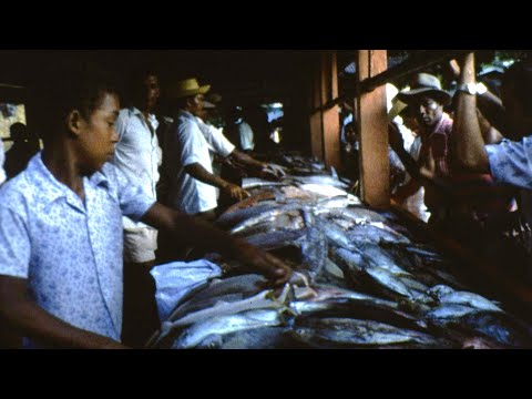 Βίντεο: Η cj αγοράζει ψάρια για περισσότερες καμπάνες;