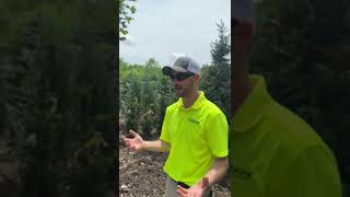 Nursery Talks with Danny Moncheski: Episode 1 Bur Oak