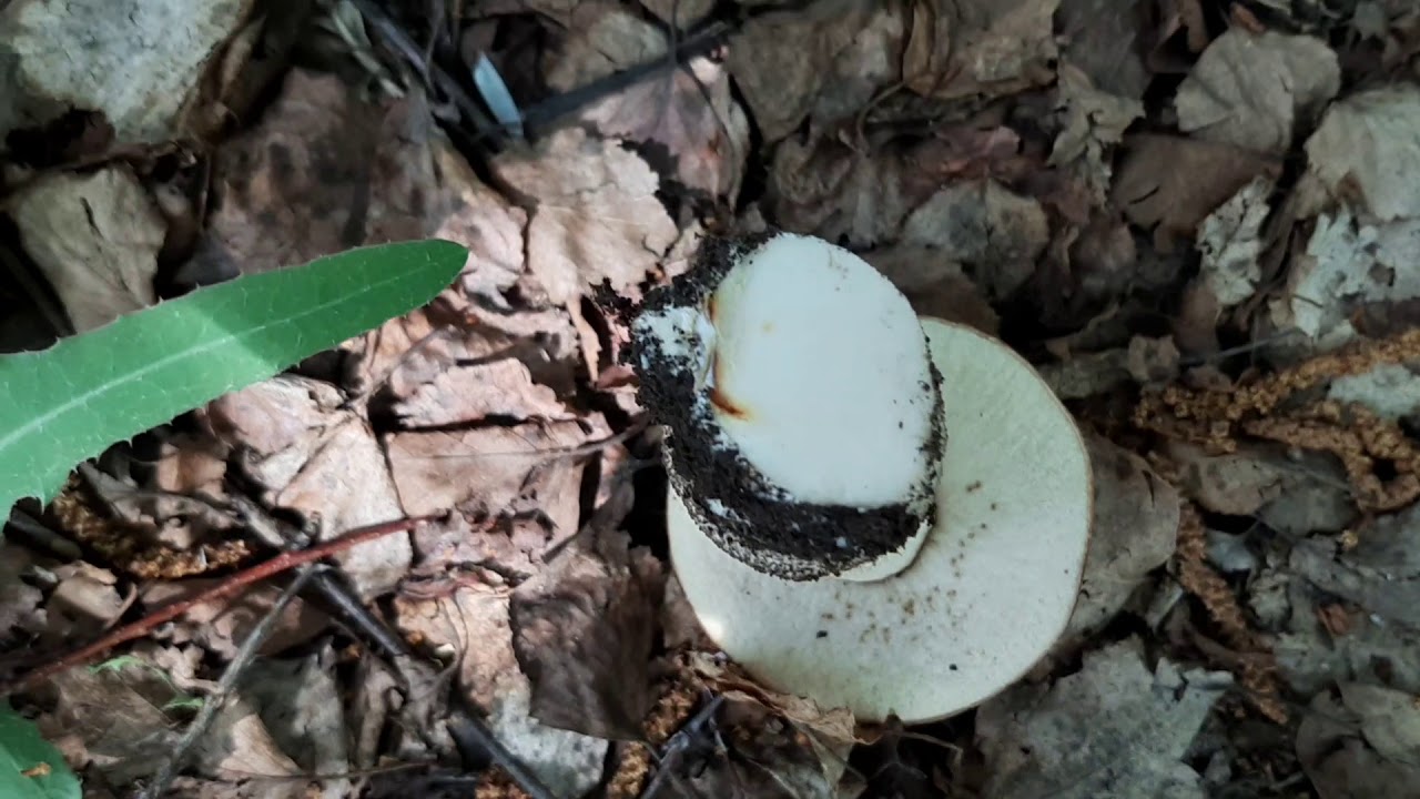 Открытие грибного сезона 2020