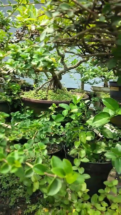 Keindahan yang hakiki#bunga #tanamanhias #cute #bonsai