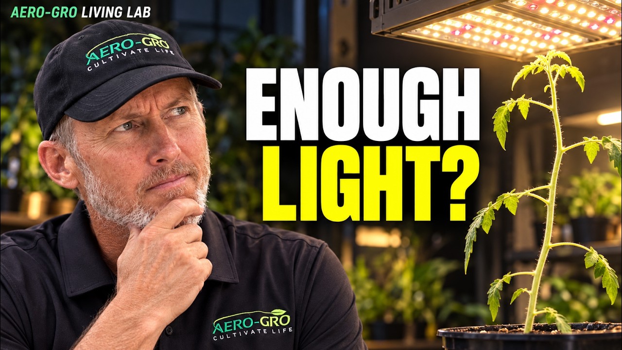 Are Your Plants Getting Enough Light? How to Tell—and Fix It episode artwork