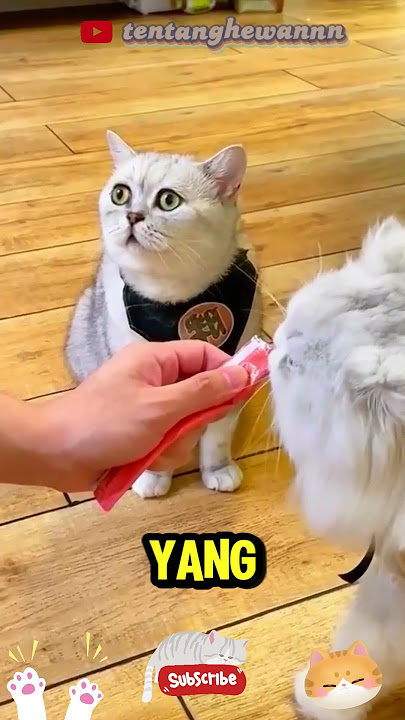 kucing ini menangis karena terpinggirkan😿