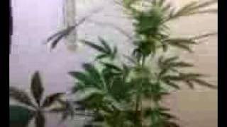 homegrown buds_ my strain "rehab" pt. 3