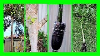 How To Grow Papaya From Stem Cuttings | Papaya Air Layering Propagation