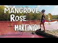 Mangrove rose au diamant en martinique  travelwithmanon