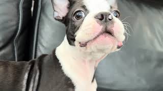 One minute of an adorable Boston Terrier barking