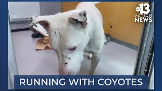 The Ownership Feud Over Ghost, The Dog Who Ran With Coyotes