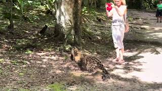 Jaguar Hunting A Coati At Tikal. Slo-Motion Version