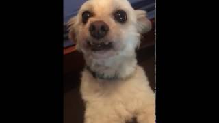 gamer dog videos gamer dog clips