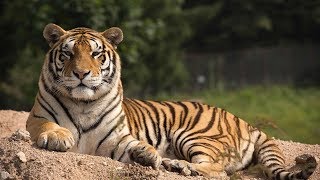 Wild Manchurian tiger caught on camera for 2nd time in NE China screenshot 5