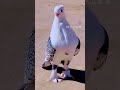 عشق بازان عشق بازان