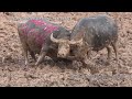 Toraja buffalo fight part 6 arena palatokke labo