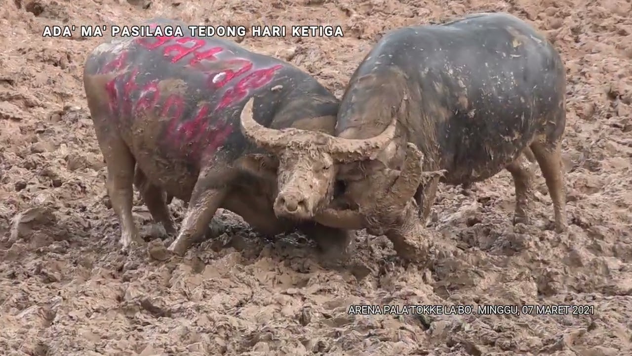 Toraja Buffalo Fight. Part 6 Arena Pala'tokke La'bo.