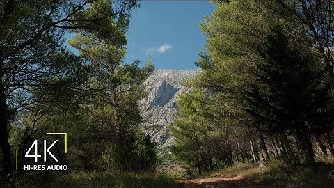 Powerful Wind in Pine Trees | White Noise for Sleep in 4K (10h)