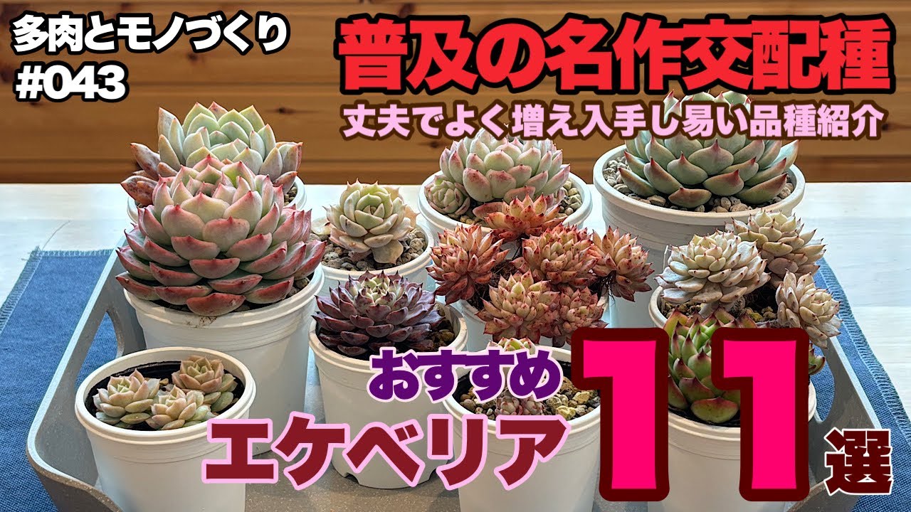 其の四十三『普及の名作交配種』おすすめエケベリア11選 - YouTube