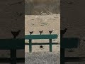 Impactos perfectos a las mini siluetas con Marlin 22 LR a 40 mts y esto pasó...