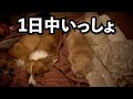 犬猫と暮らす在宅ワーカーの一日