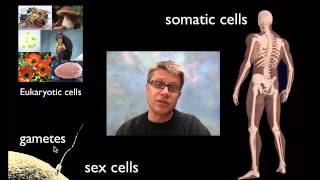 Cell Division