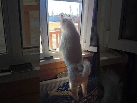 Забар в окне