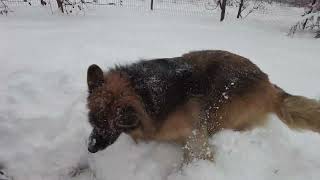 Owczarek niemiecki (Mika) i łopata do śniegu