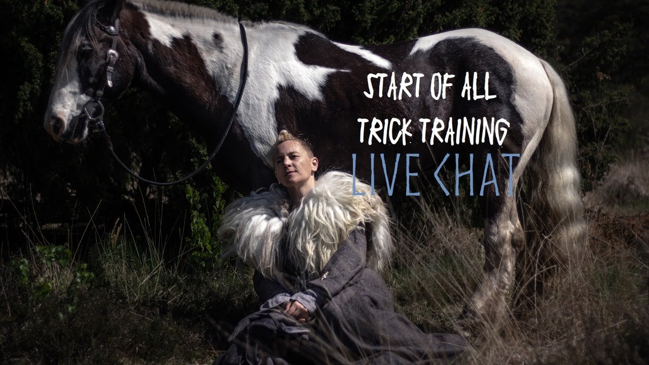 Live chat: training tricks and answering questions