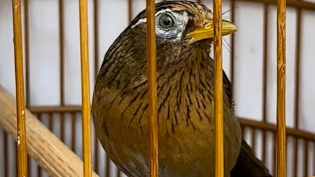 ✅2/3,mộc chiến chất lượng,thái độ xuống cửa cực tốt🤝🤝☎️zalo 0979306885