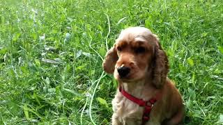 I lost my puppy :( by PuppyLife 5,589 views 4 years ago 1 minute, 57 seconds