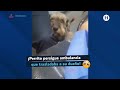 PERRITO persigue AMBULANCIA que trasladaba a su dueño y paramédicos lo dejan subir