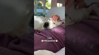 My Dog can Sense I'm Pregnant!