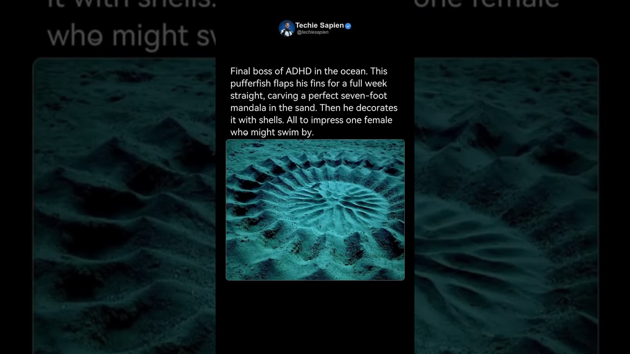 This Tiny Male Pufferfish Builds a Giant Underwater Crop Circle 🤯🐡