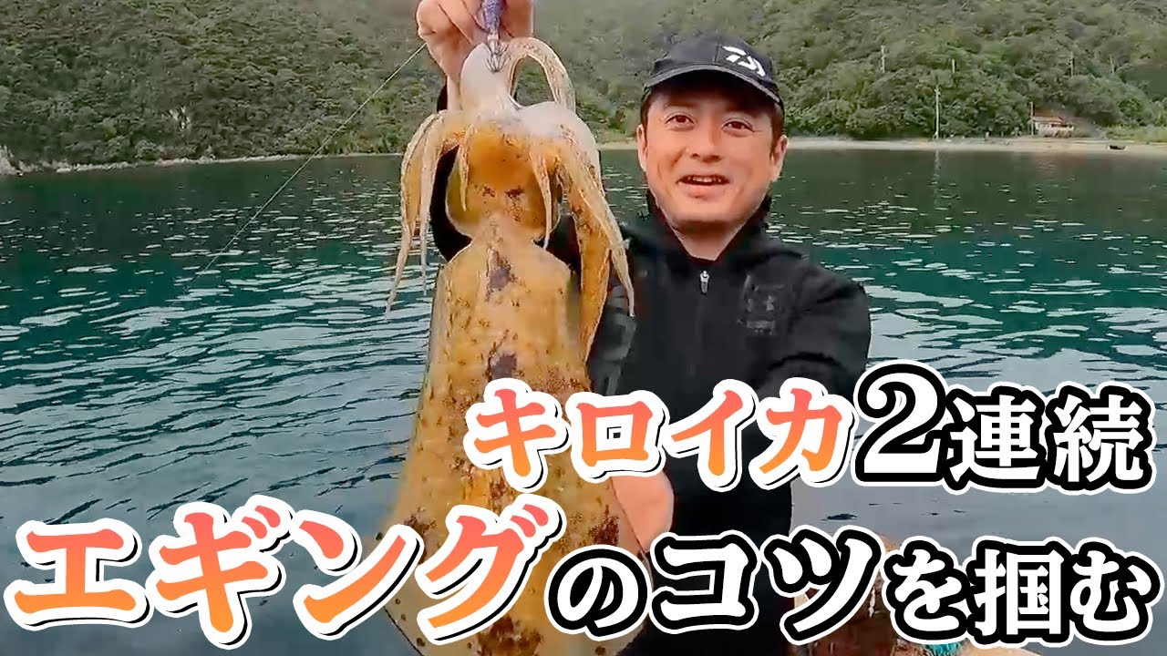 朝マズメ エギングのコツをついに掴みました 1kg超えのアオリイカが止まらない 一夜干しにしたアオリイカをクラフトビールといただきます Youtube