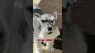 Schnauzer 'Rooster Crowing'!