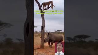 Cheetah Guards Impala Kill in Tree While Rhino Charges Trunk Below #shorts #rino #cheetah #short