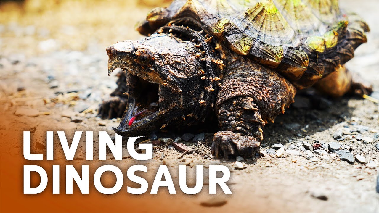 Uncharted Territory Exploring the Last Strongholds of the Alligator