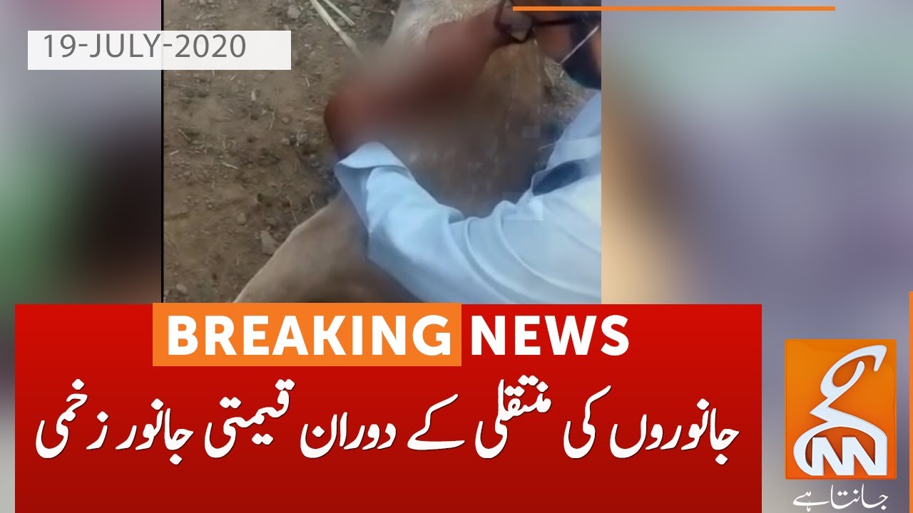 Expensive animals injured during transfer from Islamabad Zoo| GNN | 19 July 2020