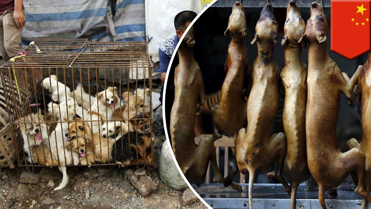 Yulin dog meat festival: activists urge China to ban annual dog eating