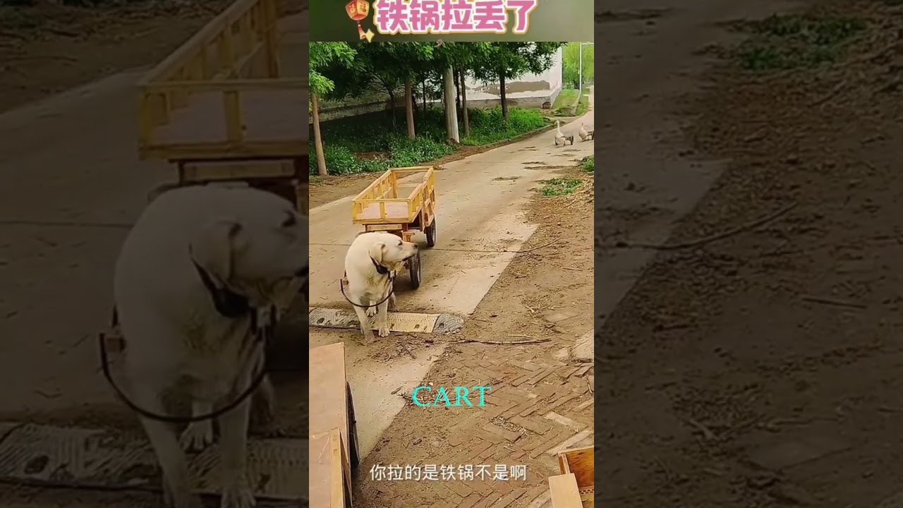 The Cutest Cart Parade You've Ever Seen! 