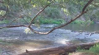 Sounds of Warrandyte™  Yarra River & Birdsong: 30 Mins of Deep Relaxation